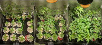 GBveg01.png