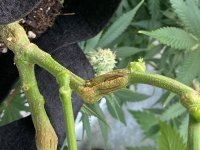 29D0584D-DE74-49E7-9A65-EBA5A48FC70D.jpeg