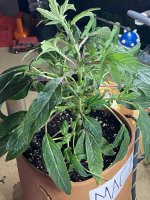 96A29534-2215-4AEA-AC54-E4832016B990.jpeg