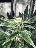 BF913B38-CAE4-46E0-A2CB-E5D2B78291D5.jpeg BF913B38-CAE4-46E0-A2CB-E5D2B78291D5.jpeg