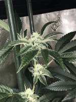 3D066E5C-7C28-43EA-8379-0528E50748B7.jpeg 3D066E5C-7C28-43EA-8379-0528E50748B7.jpeg