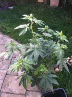IMG_2567.JPG