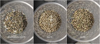 seeds01.jpg