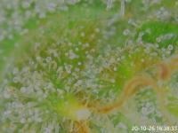 20-10-26 16:38:33.png