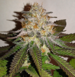 Symbiotics-Genetics-Mimosa-HydroRed-phenohunter-POTM.png