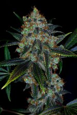 strawberry diesel.jpg
