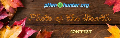 Nov POTM.jpg