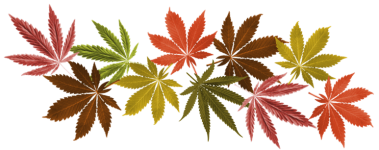 leaves.png