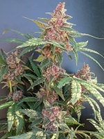 buck5050 candyman shoreline 1 - Copy.jpg
