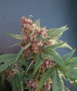 buck5050 candyman shoreline 2 - Copy.jpg