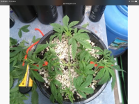 25F1B0EF-2191-47FD-B9CE-C0AC92C901B9.png