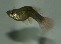 FishTB-300x217.jpg