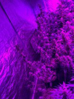 0F370928-93B1-4ADD-9B9B-FF1CF3634ADC.jpeg