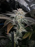 85D64C4B-2104-4AFF-9D56-3287CC9F5C4F.jpeg 85D64C4B-2104-4AFF-9D56-3287CC9F5C4F.jpeg