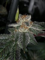 7E3B6782-7B88-4EB9-BAE5-42AEC18F2C34.jpeg 7E3B6782-7B88-4EB9-BAE5-42AEC18F2C34.jpeg