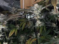 B983A707-3D72-4171-8F62-35A16CA8EF61.jpeg B983A707-3D72-4171-8F62-35A16CA8EF61.jpeg