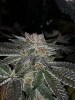 8D8FF013-D0CF-40F5-9D6C-DD6DADD7D8B3.jpeg 8D8FF013-D0CF-40F5-9D6C-DD6DADD7D8B3.jpeg