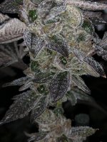 6A1274E7-A6A4-444C-A542-F74707FF81E4.jpeg 6A1274E7-A6A4-444C-A542-F74707FF81E4.jpeg