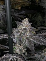 96D10C4F-9BAD-4DBC-AD26-14E451E60682.jpeg 96D10C4F-9BAD-4DBC-AD26-14E451E60682.jpeg