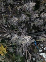 AE509771-A7E2-4E1C-9B91-685ED5FD5888.jpeg AE509771-A7E2-4E1C-9B91-685ED5FD5888.jpeg