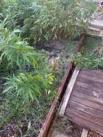 20200818_183323.jpg