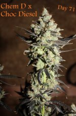 chemdxchocd -web.jpg