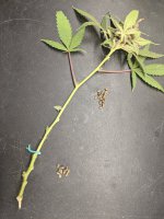 PXL_20201106_175137428.jpg