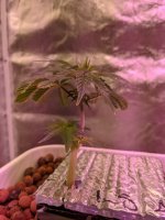 PXL_20201120_171858743.jpg