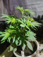 20201121_010329.jpg