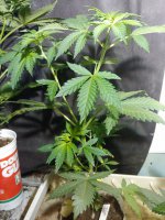 20201121_011251.jpg