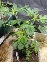 20201121_011604.jpg
