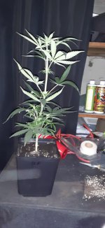 20201121_084415.jpg