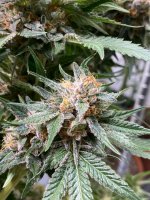 8E241555-DB89-4403-BBFE-771278F4BDF7.jpeg 8E241555-DB89-4403-BBFE-771278F4BDF7.jpeg