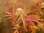 harvest 69 days GG4,GP4,Mac1,WD#1&2 005.JPG