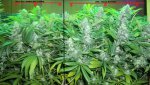 7 D 1rxkand2texbtr  - Copy.jpg