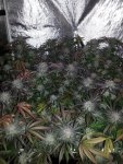 newh90dayvegscrog.jpg