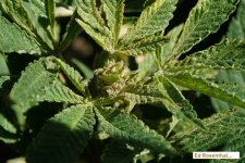 russet_mite_damage_on_cannabis_plant_Cranshaw_Ed_Rosenthal.jpg