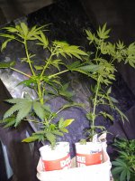 20201126_104709.jpg