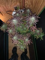 IMG_20201106_094925_105.jpg