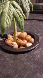 20201203_170601.jpg 20201203_170601.jpg