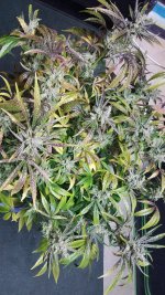 20201210_003222.jpg 20201210_003222.jpg