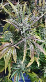 20201210_003237.jpg 20201210_003237.jpg