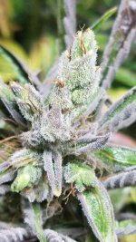 20201210_003312.jpg 20201210_003312.jpg