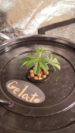 20201210_003958.jpg 20201210_003958.jpg