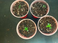 seedling1t.jpg