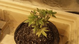 20201220_145021.jpg