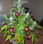 xmas weed tree.png