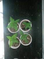 seedlings2.jpg