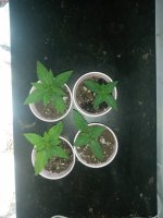 seedlings2.jpg seedlings2.jpg