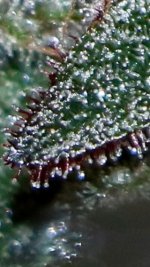 IMG_0631.jpeg